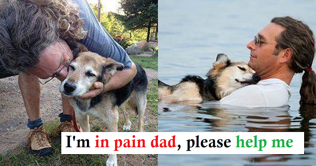 Read more about the article A 20yo Dog Whose Life is Shortening is Taken Swimming in the Lake by His Owner Until the Dog Falls Asleep in His Arms