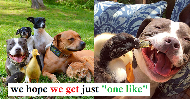 Read more about the article A Couple Rescued 2 Pit Bulls, 2 Terriers, 2 Ducklings And A Cat And They’re Now Inseparable