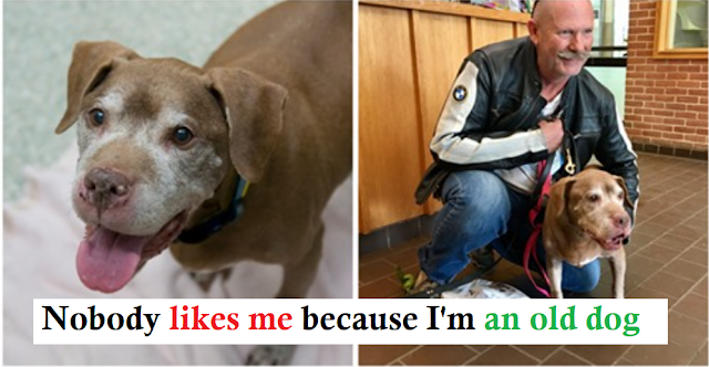You are currently viewing 18-YEAR-OLD PITTIE GOT ADOPTED BY AN INCREDIBLY GOOD-HEARTED MAN