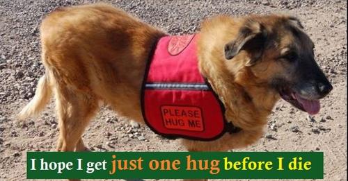 Read more about the article SENIOR DOG NAMED GERTIE WANTS 1,000 HUGS BEFORE SHE PASSES