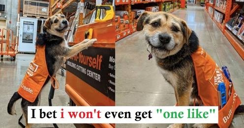 Read more about the article HOME DEPOT HAS OFFICIALLY HIRED ITS CUTEST EMPLOYEE EVER