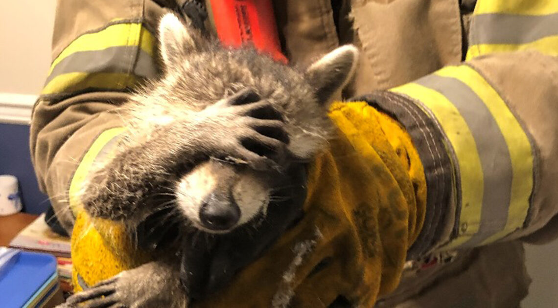 Read more about the article Raccoon gives ’embarrassed’ look after firefighters rescue him from home