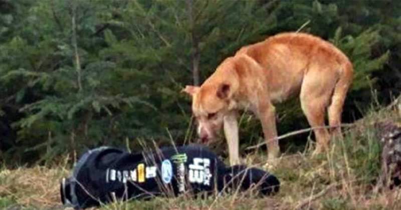 Read more about the article Starving Stray Dog Sees Woman Lying On The Ground – What He Did Afterwards Is Winning Hearts