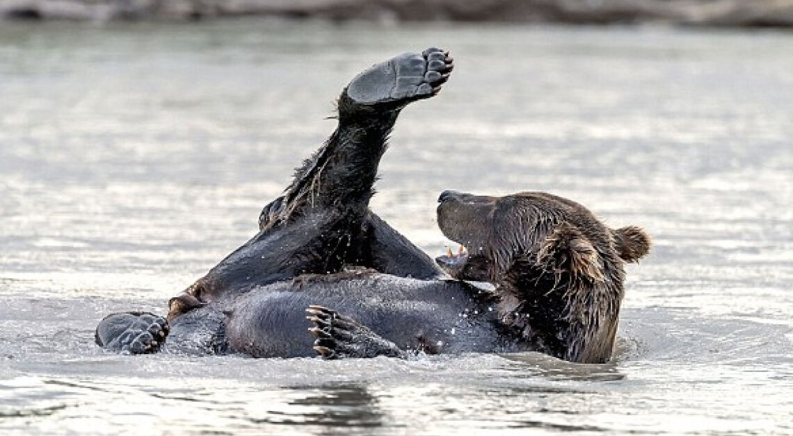 You are currently viewing Playful brown bear spotted while enjoying a bath in a Russian lake