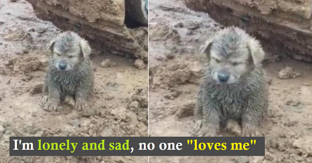 You are currently viewing A Mud-Covered Puppy is Found on a Construction Site; Driver is Surprised to Find Out It was a Golden Retriever Puppy