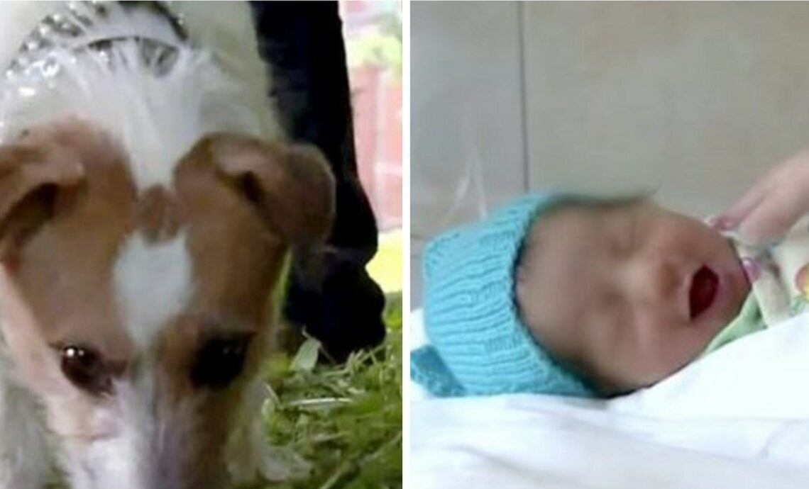 Read more about the article Little Puppy Drags His Owner Through The Undergrowth To Save A Baby Who Was Fighting For Her Life