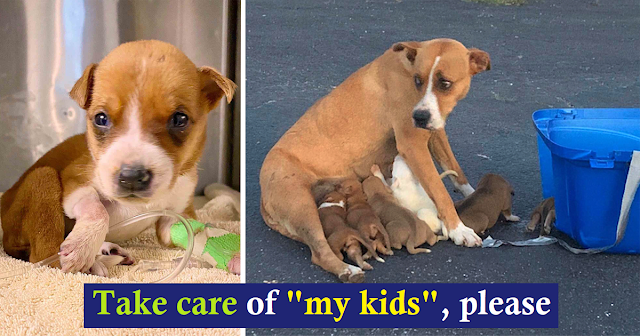 You are currently viewing Mother Dog Found Dumped In Church Parking Lot With Her 9 Puppies