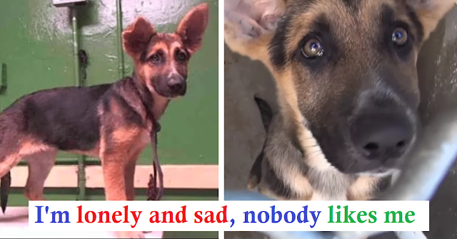 Read more about the article 3-Month-Old German Shepherd Abandoned At Shelter Cries As Family Leaves Her