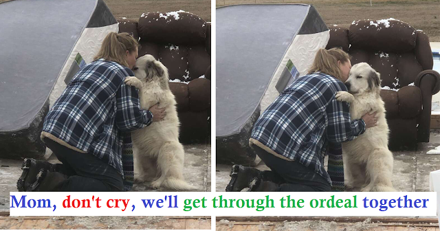 You are currently viewing After A Tornado Destroys Her Home, A Dog Has A Sweet Reunion With Her Mother