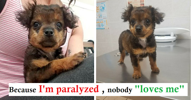 Read more about the article Owners Abandoned Puppy At Vet Clinic Because She Was ‘Paralyzed’