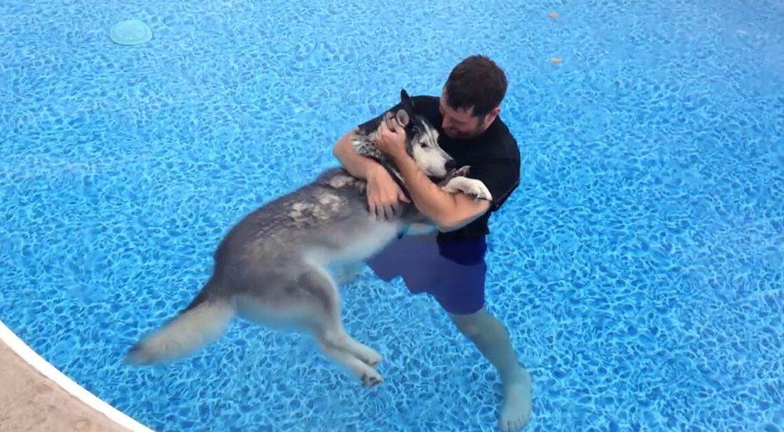 You are currently viewing Man Gives His Paralyzed Husky Pool Therapy To Help Relieve The Pain, And Help Him Walk