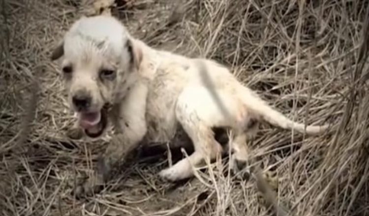 You are currently viewing Tiny Puppy Abandoned In A Field All Alone Feels Love For The First Time