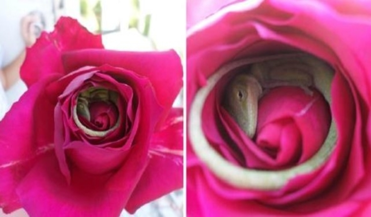 Read more about the article Pictures Of A Lizard That Fell Asleep Inside A Rose