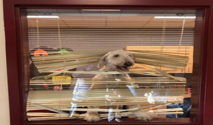 Read more about the article Labradoodle Follows Kids To School, Then Family Receives His Photo In Principal’s Office