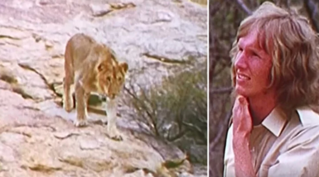 Read more about the article Rescuers spot a lion they raised years ago, despite warnings they decide to greet it