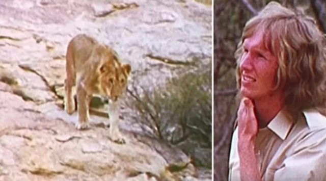 You are currently viewing Rescuers spot a lion they raised years ago, despite warnings they decide to greet it