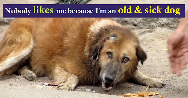 You are currently viewing Senior Dog Lay Crying For Help For Days, But Nobody Came Forward To Help Him