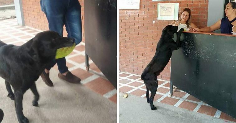 Read more about the article Dog observes how students buy food and tries to use leaves to ‘pay’ for cookies