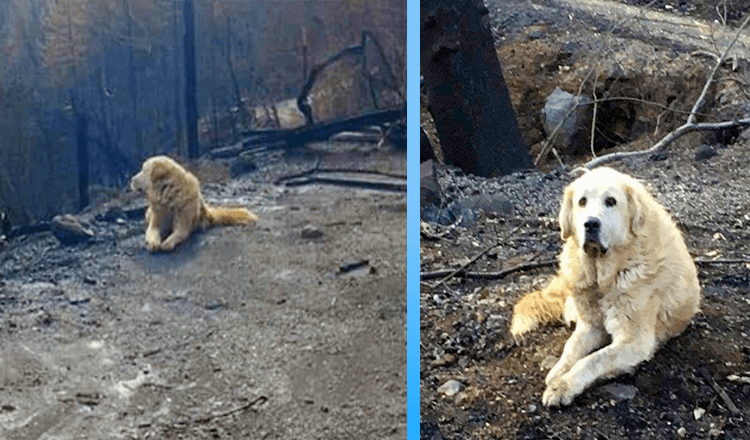 You are currently viewing Family Returns Home a Month After Fire and Finds Their Dog Waiting for Them