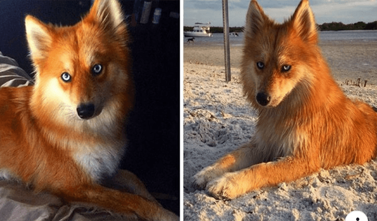 Read more about the article MEET MYA, THE MIX OF POMERANIA AND HUSKY THAT LOOKS LIKE A LITTLE FOX