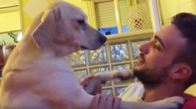 You are currently viewing Man scolding his dog bursts out laughing when the dog presents him with the cutest forgiveness