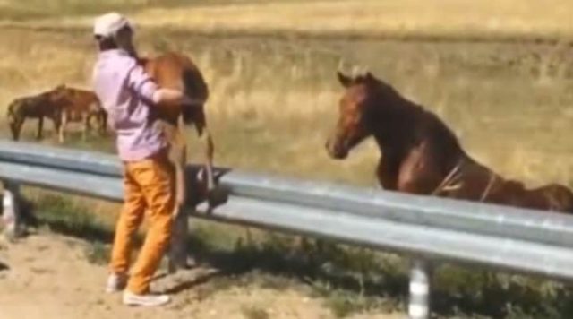You are currently viewing Man finds tiny foal stuck on highway and reunites it with worried mom whose thank you will have you all in awe