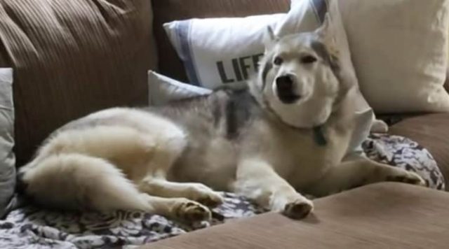 Read more about the article Mom asks husky if he wants to go for a walk. His response is hilarious