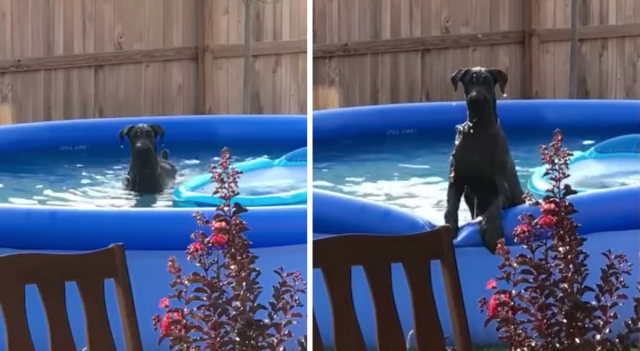 You are currently viewing This dog’s reaction after being caught in the pool is hilarious