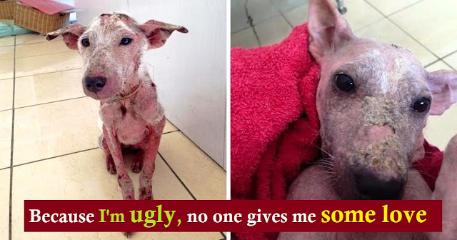 Read more about the article “Ugly” Homeless Dog Blooms Like A Flower When She Starts Trusting Humans Again
