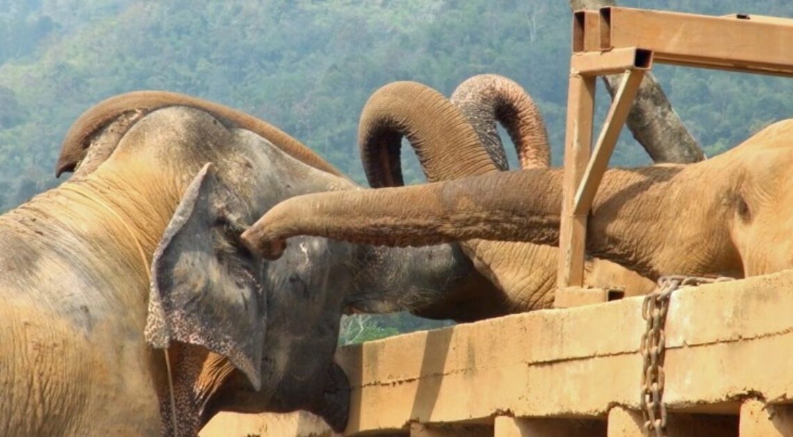 Read more about the article Heartwarming moment blind elephant rescued from circus is welcomed by the herd at sanctuary