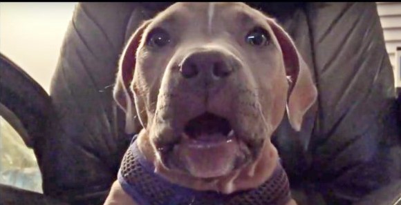 Read more about the article Dad tries to put feisty pup to sleep in order to soothe him down