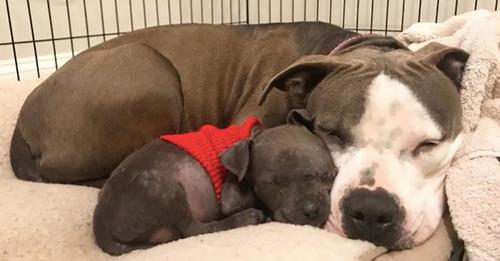 Read more about the article HEARTBROKEN AFTER LOSING HER BABIES, PIT BULL FINDS COMFORT CARING FOR ORPHANED PUPPY