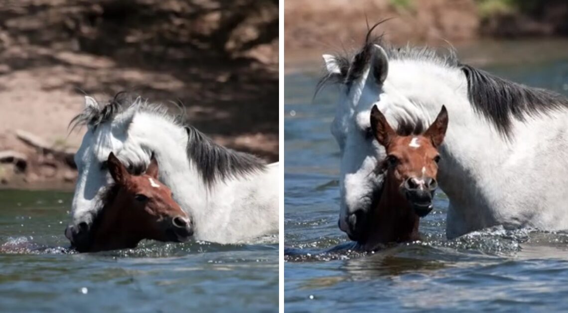 You are currently viewing Heartwarming moment wild stallion saves young filly from drowning