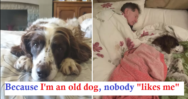 Read more about the article Family Takes Turn Sleeping Next To Senior Dog Who Can No Longer Climb Stairs