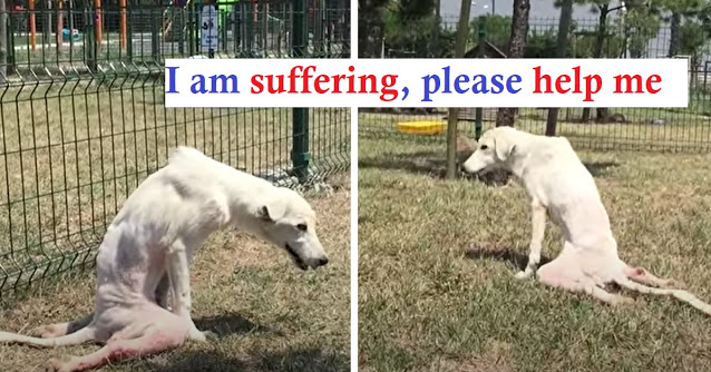 Read more about the article Broken   Dog   Who   Has   Been Thrown Like Trash Could Takes His First Steps !
