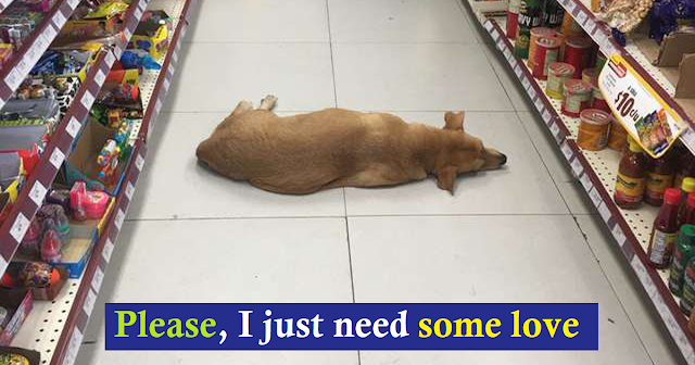 You are currently viewing Store   opens   their   doors for stray dog to cool off on hot summer day !
