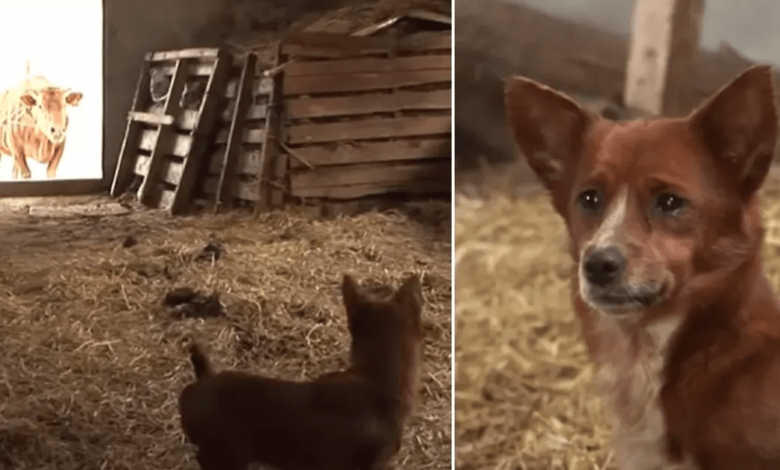 Read more about the article Dog Cries Tears Of Joy When He Finally Reunites With Cow Who Raised Him