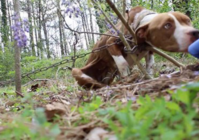 Read more about the article Starving Pit Bull Found Chained To Tree Becomes The Sweetest Dog