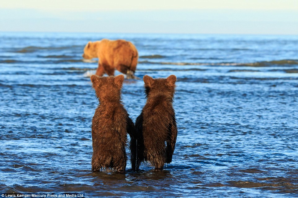 Read more about the article Adorable Moment Bear Cubs Hold Hands As Their Mom Goes Hunting For Dinner
