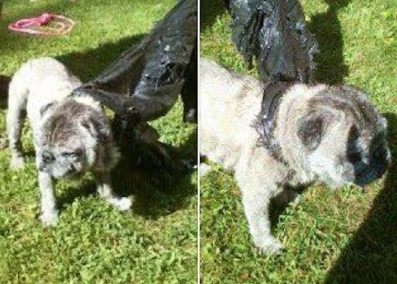 Read more about the article Senior Pug Saved By 12-Yr-Old Girl After Being Thrown From Moving Car In Garbage Bag