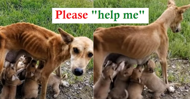 You are currently viewing Malnourished and Helpless, a Mother Dog Begs for Help to be Adopted as She Still Feeds Her Six Puppies