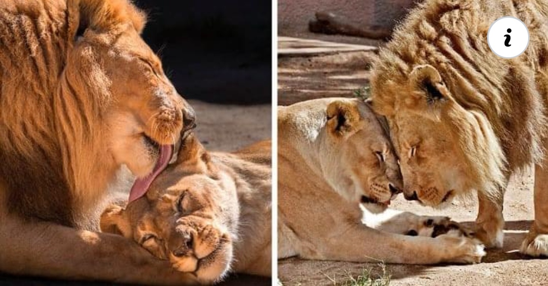 Read more about the article Elderly Lion Soulmates Put To Sleep Together So Neither Has To Live Alone