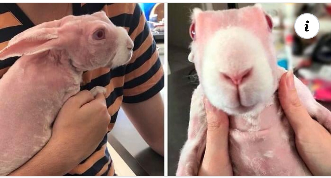 Read more about the article Mr. Bigglesworth, The Hairless Bunny, Was Rescued From Euthanasia, Now Lives As An Instagram Star