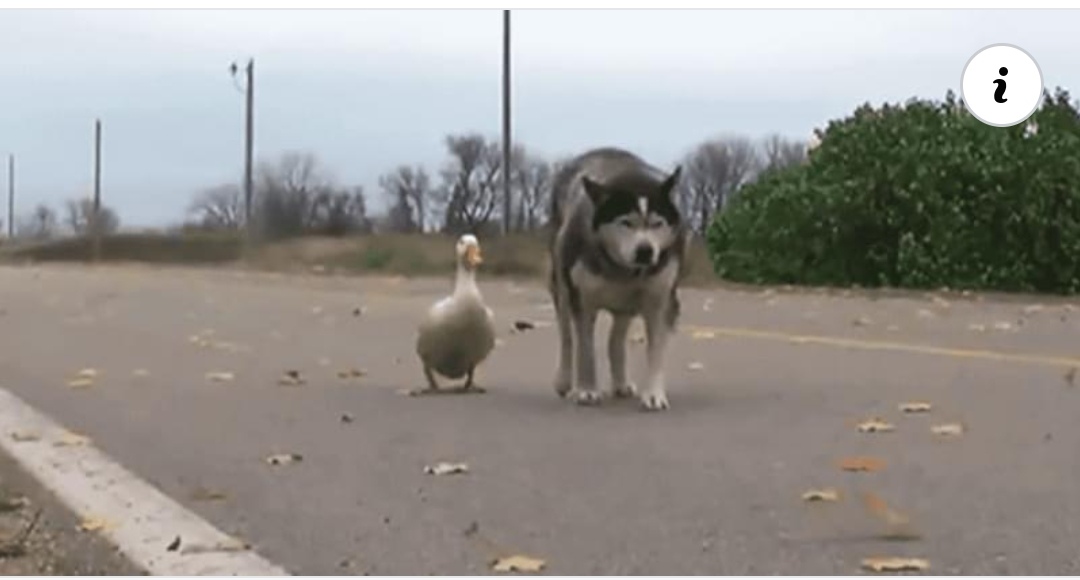 Read more about the article Lonely Husky And Duck Form Unlikely Friendship That Will Warm Your Soul