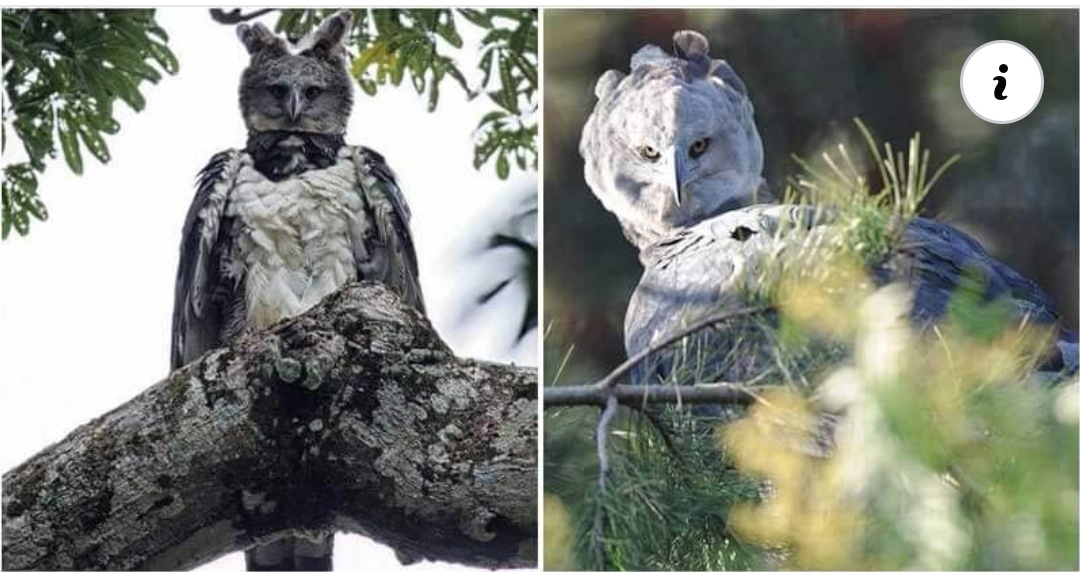 Read more about the article Meet The Mystical Harpy Eagle, The Largest Eagle in The World