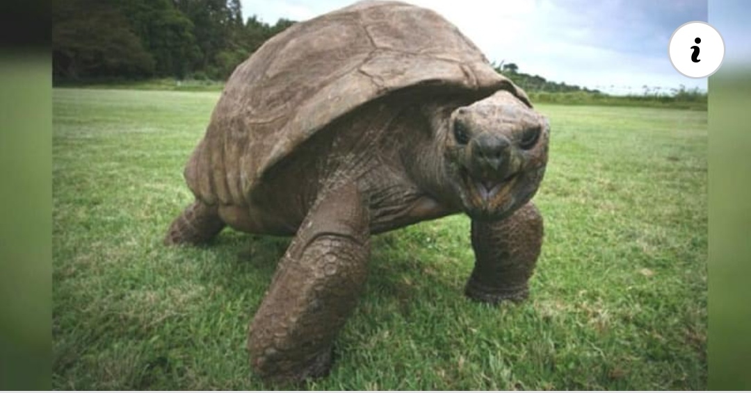 Read more about the article Meet Jonathan, The Oldest Living Animal In The World
