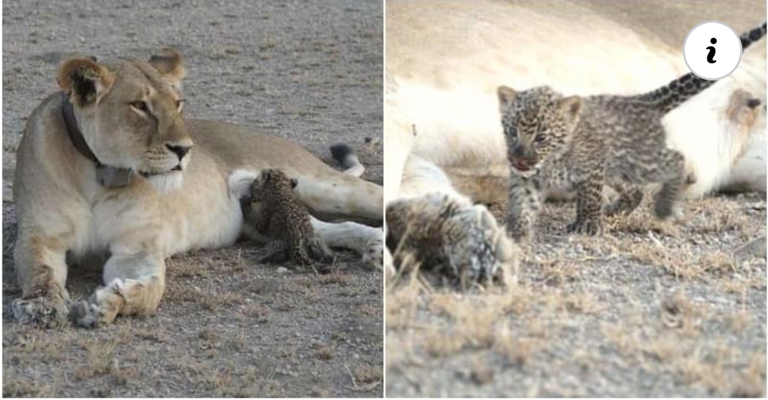 Read more about the article Never-Before Case Of Lioness Adopting And Feeding An Orphaned Leopard Cub