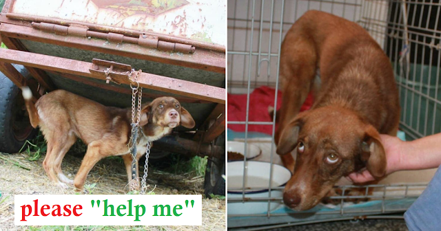 You are currently viewing Disabled Puppy Gets Rescued After Ten Days Being Chained To An Old Truck With No Food No Water