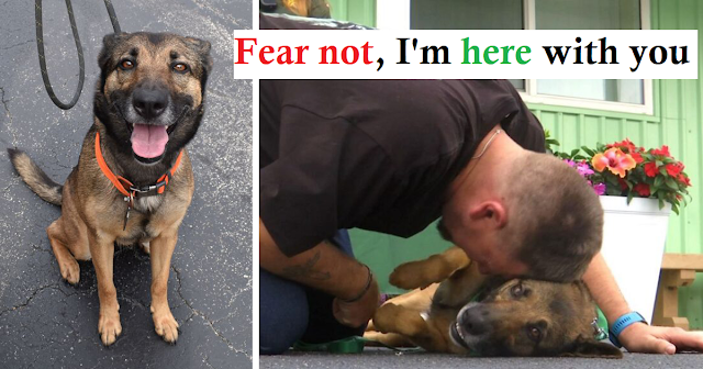 You are currently viewing Dog Thrown From A Balcony Finds Love And Care With A War Veteran !