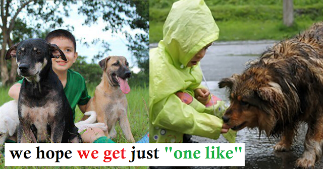 You are currently viewing 9-year-old boy   spends   his pocket   money to feed stray dogs and opens his own animal shelter